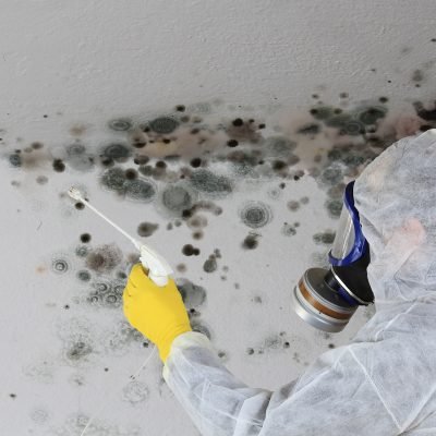 Mold Mitigation Service