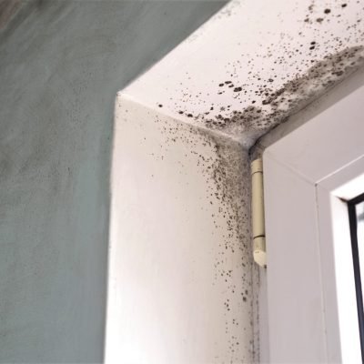 Mold Removal Services
